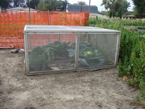 Screened box installed over cabbage plants in spring to keep out root maggot flies and cabbage butterflies.