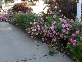 'John Davis' rose along the driveway