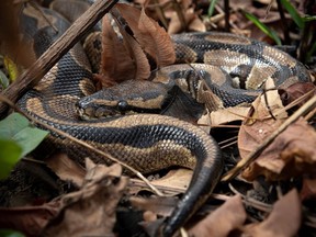 Ball python snake Photo credit: Aaron Gekoski / World Animal Protection