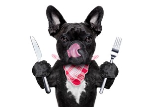 French bulldog ready to chow down.