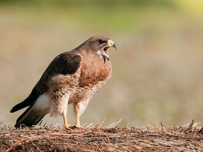 Grassland species such as this Swainson's Hawk spend the winter in the pampas and cerrado in South America and face ongoing habitat loss, where grasslands are being converted to agriculture. (Saskatoon StarPhoenix)