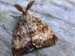 The invasive species of moth has hairs with air pockets that allow them to float on gusts of wind as larvae and become destructive as caterpillars. They are considered a pest.
