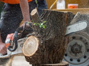 SASKATOON, SK-- June 2 /2021 - Quill Shiell cuts Dutch elm logs before bringing them to the city landfill to avoid another oversized fee. Photo taken in Saskatoon on June 2, 2021. (Saskatoon StarPhoenix / Michelle Berg)