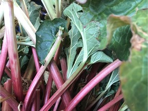Rhubarb petioles ready for harvest in midsummer.