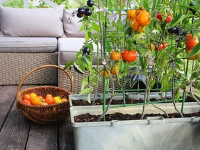 Red, orange, yellow and black tomatoes growing in container.