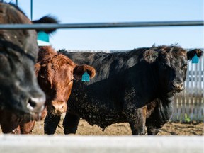 Saskatchewan ranchers have faced increasing costs to feed and water their animals during this summer's drought.