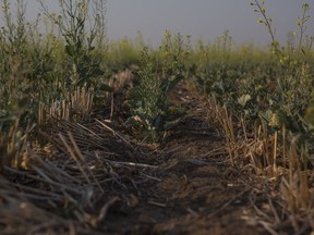 Stunted growth and wide lines between seeding on a drought-stricken canola crop near Osler, Sask. on Tuesday, July 13, 2021. (Photo by Kayle Neis)