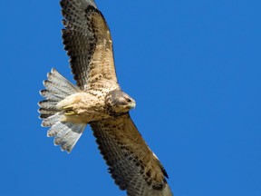 A Swainson's hawk. C. Stuart Houston was a member of the Saskatoon Nature Society and conducted a number of studies on Swainson's hawks.