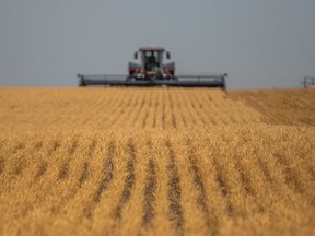 A swather cuts wheat near Saskatoon on Thursday, July 29, 2021.