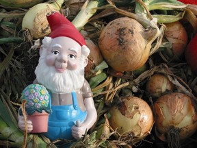 Guenther, the garden gnome, spends time in the harvested onions.