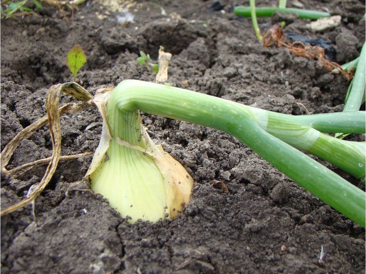  Mature onion leaves naturally falling over in early fall.