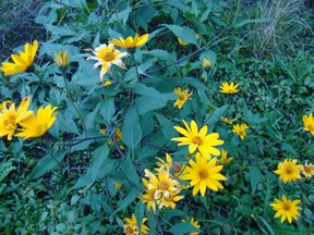 Jerusalem artichoke flowers in early September.