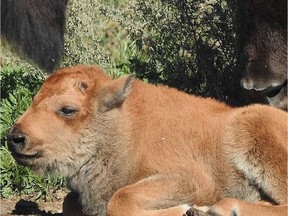 A new baby bison was born at Wanuskewin Heritage Park on Sept. 12, 2021. Given how late in the season it is, the park says this is a rare birth. (Facebook: Wanuskewin Heritage Park)