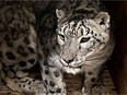 Kazi the snow leopard joined the Saskatoon Forestry Farm Park and Zoo in 2021, and thrives in winter weather.