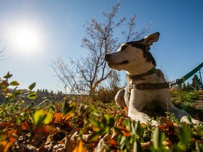 Kai takes a break during a walk along the Meewasin Trail. A city committee voted in favour of allowing dogs on leash at Kiwanis Memorial Park.