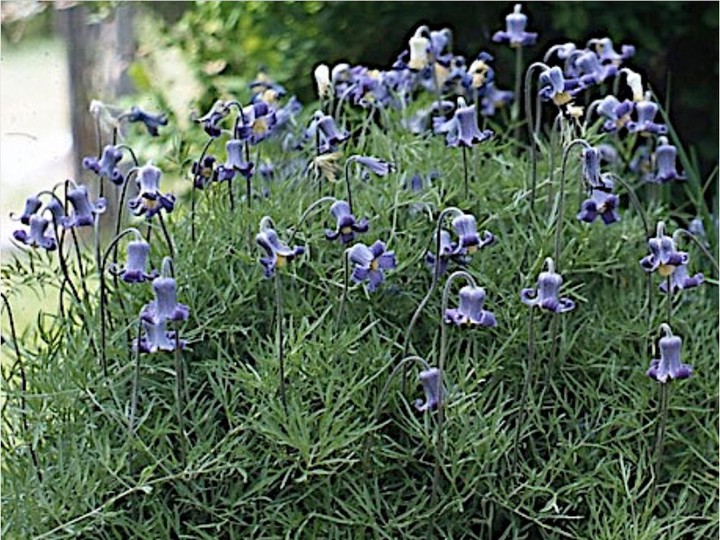  Clematis douglasii