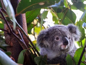 A baby koala is seen at Wild Life Sydney Zoo on Oct. 14 in Sydney, Australia.