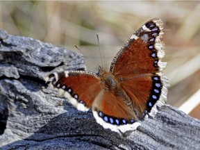 The mourning cloak butterfly, an early harbinger of the Saskatchewan spring. (May Haga, Supplied photo for Saskatoon StarPhoenix)