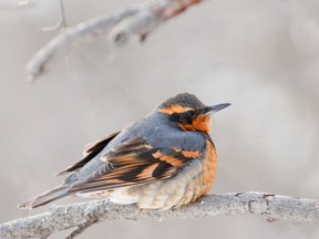 The Christmas Bird Count often turns up a rarity or two, like this varied thrush.