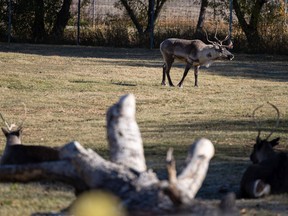 Caribou at the Saskatoon Forestry Farm Park and Zoo. Photo taken in Saskatoon on Wednesday, October 20, 2021.
