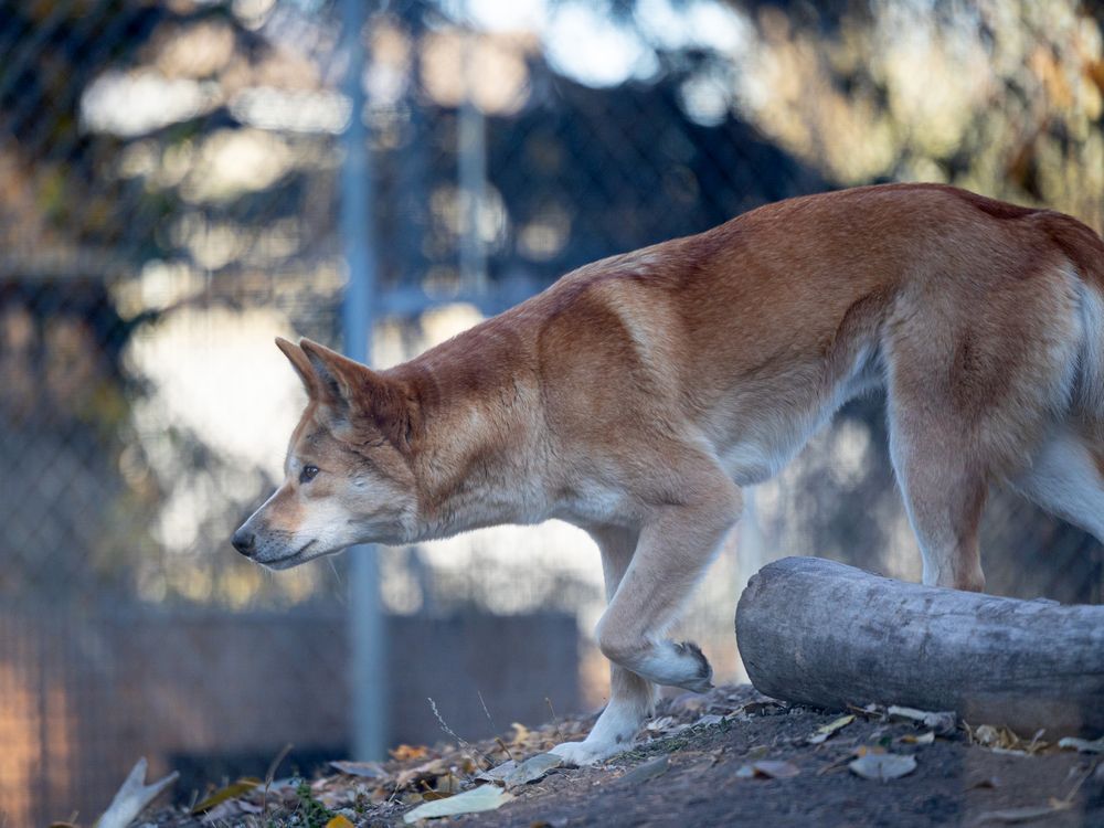 Hey You, Nice Fox Tail - D Magazine