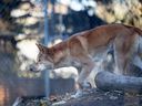 A dingo at the Saskatoon Forestry Farm Park and Zoo. Photo taken in Saskatoon on Wednesday, October 20, 2021.