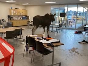 Saskatoon police and conservation officers remove a moose from inside Sylvia Fedoruk School in Evergreen after it crashed through a window. The moose was tranquilized and is being relocated. No students or staff were injured.
