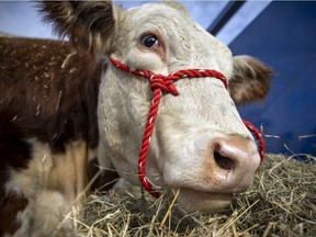 Here's a close up look at one of hundreds of livestock arriving in Regina for the return of the Canadian Western Agribition.