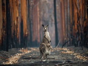 An Eastern grey kangaroo and her joey who survived the forest fires in Mallacoota. Photo by Jo-Anne McArthur.