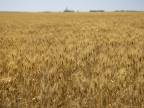 A wheat field just north of Regina on Thursday, August 12, 2021.