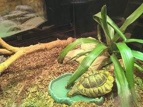 A Hermanns tortoise in its new home at the Forestry Farm Park and Zoo.