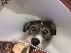 Rob Vanstone's dog, Candy, wore a cone on her head to allow two inflamed paws to heal.