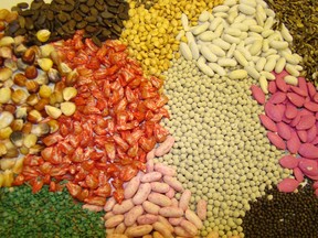 A variety of treated and untreated vegetable seeds, including corn, carrots, beans, melons and cabbage