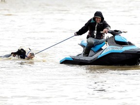 Cows that were stranded in a flooded barn are rescued by a group of people after rainstorms lashed the western Canadian province of British Columbia, triggering landslides and floods, shutting highways, in Abbotsford, British Columbia, Canada November 16, 2021