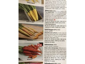 Carrot varieties