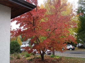 Gardening: Maples that endure | The Star Phoenix 2 Amur Maple in front yard.