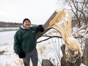 Mike Digout visits his favourite winter spot for watching the beavers on the South Saskatchewan River in Saskatoon, Nov. 25, 2021.