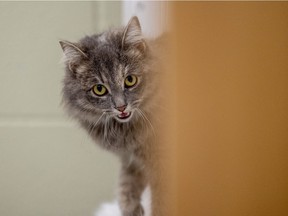 The non-profit Saskatoon SPCA is in talks with the city to secure more funding to operate the municipal pound.