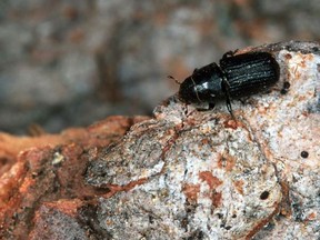 This recent undated photo shows a closeup of an adult mountain pine beetle in western Canada. A bug plague blamed on climate change is sweeping through western Canada's pine forests, and other woodlands throughout North America are at risk, say experts. (Saskatoon StarPhoenix).