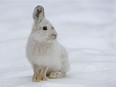The snowshoe hare is well adapted to the rigours of winter.