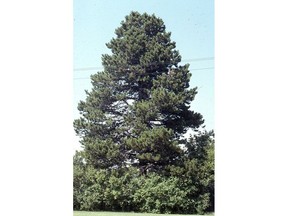 Lodgepole pine