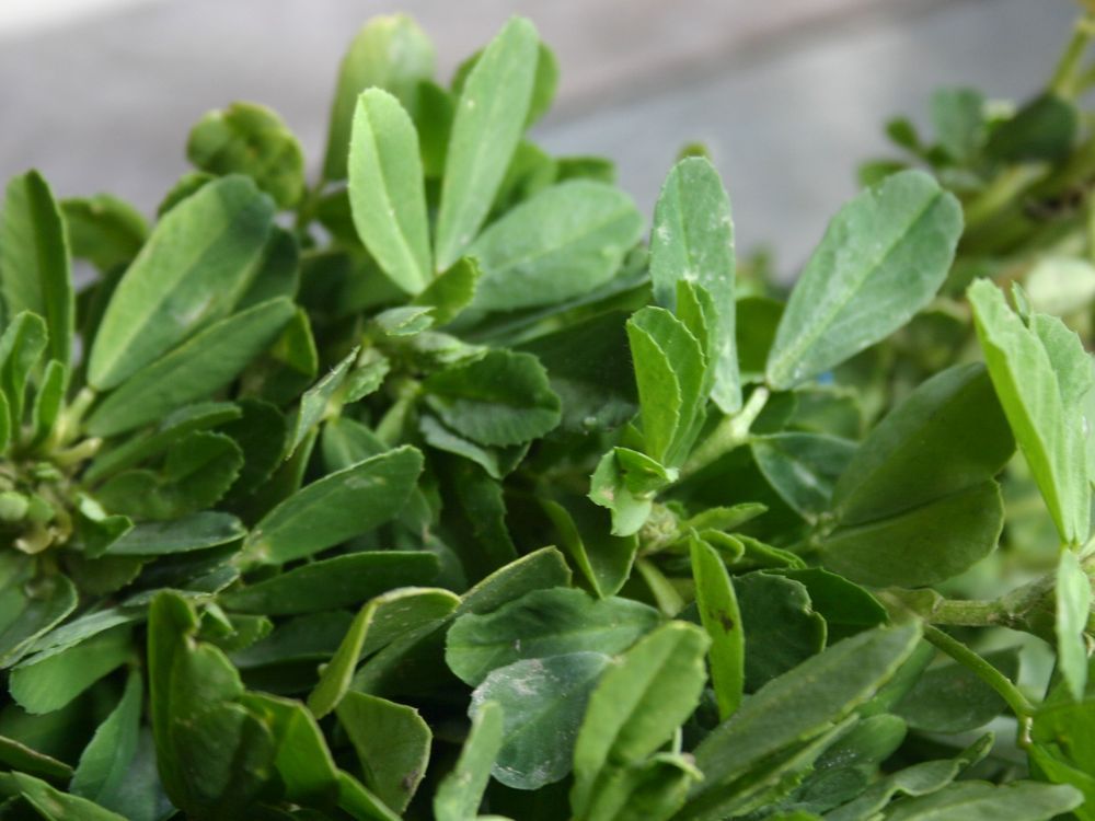 Researchers float fenugreek crop for Sask. growers | The Star Phoenix