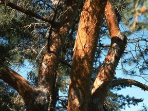 Scots pine is tough and drought-tolerant with lovely foxy orange bark.