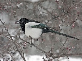 In winter black-billed magpies converge from across the city to roost overnight at Sutherland Beach.