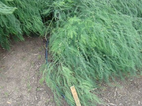 Mature female asparagus ferns producing seeds in mid summer.