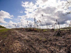 A conservation group says logging plans near Prince Albert are cutting too close.
