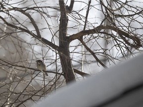 House sparrows sit in a tree in the Cathedral neighbourhood on Thursday, March 10, 2022 in Regina.