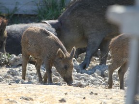 A picture of a wild pig on a farm. The animals will become more regulated as the province cracks down on their spread. Photo supplied by Ryan Brook on March 16, 2022. (Saskatoon StarPhoenix).