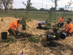 Joint 2020 tree planting project of Tree Canada, Meewasin, City of Saskatoon and SOS Trees in Diefenbaker Park.