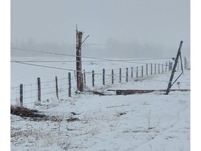 Snapped power poles near Bob Maine's farm south of Maple Creek.